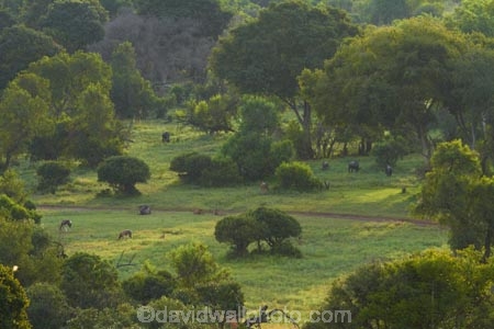 Africa;African;African-animals;African-wildlife;animal;animals;bush;Glen-Afric;Glen-Afric-Country-Lodge;Glen-Afric-Lodge;Johannesburg;mammal;mammals;Mara;Mara-Lodge;Pretoria;South-Africa;Southern-Africa;Wild-at-Heart;wildlife