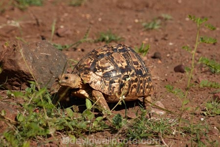 Africa;African-animals;African-Leopard-Tortoise;African-Leopard-Tortoises;African-wildlife;animal;animals;game-drive;game-park;game-parks;game-reserve;game-reserves;game-viewing;Great-Limpopo-Transfrontier-Park;Kruger;Kruger-N.P.;Kruger-National-Park;Kruger-NP;Kruger-reserve;Kruger-to-Canyons-Biosphere;Leopard-tortoise;Leopard-tortoises;mammal;mammals;national-park;national-parks;natural;nature;reptile;reptiles;Republic-of-South-Africa;reserve;reserves;safari;safaris;slow;South-Africa;South-African-Republic;Southern-Africa;Stigmochelys-pardalis;tortoise;tortoises;turtle;turtles;wild;wilderness;wildlife;wildlife-park;wildlife-parks;wildlife-reserve;wildlife-reserves