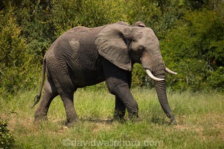 Africa;African;African-animals;African-bush-elephant;African-bush-elephants;African-elephant;African-elephants;African-wildlife;animal;animals;elephant;elephants;game-drive;game-park;game-parks;game-reserve;game-reserves;game-viewing;Great-Limpopo-Transfrontier-Park;Kruger;Kruger-N.P.;Kruger-National-Park;Kruger-NP;Kruger-reserve;Kruger-to-Canyons-Biosphere;Loxodonta-africana;mammal;mammals;national-park;national-parks;natural;nature;pachyderm;pachyderms;Republic-of-South-Africa;reserve;reserves;safari;safaris;South-Africa;South-African-Republic;Southern-Africa;tusk;tusks;wild;wilderness;wildlife;wildlife-park;wildlife-parks;wildlife-reserve;wildlife-reserves;Berg_en_Dal;Berg-en-Dal