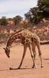 Africa;African;African-wildlife;Angolan-giraffe;animal;animals;Botswana;desert;deserts;game-drive;game-viewing;Gemsbok-National-Park;Giraffa-camelopardalis;Giraffa-camelopardalis-angolensis;giraffe;giraffes;herd;herds;Kalahari-Desert;Kalahari-Gemsbok-N.P.;Kalahari-Gemsbok-National-Park;Kalahari-Gemsbok-NP;Kgalagadi;Kgalagadi-Park;Kgalagadi-Transfrontier-Park;mammal;mammals;national-park;national-parks;natural;nature;park;parks;Republic-of-South-Africa;reserve;reserves;safari;safaris;South-Africa;South-African-Republic;Southern-Africa;tall;tortoise;tortoises;upturned;upturned-tortoise;wild;wilderness;wildlife