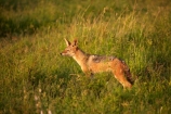 Africa;African;African-animals;African-wildlife;animal;animals;black-backed-jackal;black-backed-jackals;black_backed-jackal;black_backed-jackals;Canidae;canine;canines;Canis-mesomelas;Carnivora;carnivore;carnivores;game-drive;game-park;game-parks;game-reserve;game-reserves;game-viewing;Great-Limpopo-Transfrontier-Park;jackal;jackals;Kruger;Kruger-N.P.;Kruger-National-Park;Kruger-NP;Kruger-reserve;Kruger-to-Canyons-Biosphere;Lupulella-mesomelas;mammal;mammals;national-park;national-parks;natural;nature;omnivore;omnivores;predator;predators;red-jackal;Republic-of-South-Africa;reserve;reserves;safari;safaris;scavenger;scavengers;silver_backed;South-Africa;South-African-Republic;Southern-Africa;wild;wilderness;wildlife;wildlife-park;wildlife-parks;wildlife-reserve;wildlife-reserves