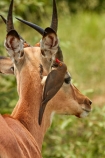 Aepyceros-melampus;Aepyceros-melampus-melampus;Africa;African;African-animals;african-wildlife;animal;animals;antelope;antelopes;bird;birds;Buphagus-erythrorhynchus;game-drive;game-park;game-parks;game-reserve;game-reserves;game-viewing;Great-Limpopo-Transfrontier-Park;impala;impalas;Kruger;Kruger-N.P.;Kruger-National-Park;Kruger-NP;Kruger-reserve;Kruger-to-Canyons-Biosphere;male;male-impala;male-impalas;males;mammal;mammals;national-park;national-parks;natural;nature;oxpecker;oxpeckers;red-billed-oxpecker;red-billed-oxpeckers;red_billed-oxpecker;red_billed-oxpeckers;redbilled-oxpecker;redbilled-oxpeckers;Republic-of-South-Africa;reserve;reserves;safari;safaris;South-Africa;South-African-Republic;Southern-Africa;symbiosis;symbiotic;symbiotic-relationship;wild;wilderness;wildlife;wildlife-park;wildlife-parks;wildlife-reserve;wildlife-reserves
