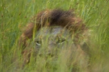 Africa;African-animals;African-wildlife;animal;animals;camouflage;camouflaged;carnivore;carnivores;cat;cats;danger;dangerous;face;faces;feline;game-drive;game-park;game-parks;game-reserve;game-reserves;game-viewing;grass;Great-Limpopo-Transfrontier-Park;hide;hiden;hiding-in-long-grass;hunter;hunters;Kruger;Kruger-N.P.;Kruger-National-Park;Kruger-NP;Kruger-reserve;Kruger-to-Canyons-Biosphere;Lion;lion-close-up;lion-close_up;lion-closeup;lion-face;lion-mane;lionesses;lions;long-grass;male;male-lion;male-lions;males;mammal;mammals;mane;national-park;national-parks;natural;nature;Panthera-leo;predator;predators;Republic-of-South-Africa;reserve;reserves;South-Africa;South-African-Republic;Southern-Africa;wild;wilderness;wildlife;wildlife-park;wildlife-parks;wildlife-reserve;wildlife-reserves