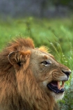 Africa;African-animals;African-wildlife;angry;animal;animals;carnivore;carnivores;cat;cats;danger;dangerous;face;faces;feline;game-drive;game-park;game-parks;game-reserve;game-reserves;game-viewing;Great-Limpopo-Transfrontier-Park;hunter;hunters;Kruger;Kruger-N.P.;Kruger-National-Park;Kruger-NP;Kruger-reserve;Kruger-to-Canyons-Biosphere;Lion;lion-close-up;lion-close_up;lion-closeup;lion-face;lion-mane;lion-roar;lion-roaring;lionesses;lions;lions-roaring;male;male-lion;male-lions;males;mammal;mammals;mane;mouth;mouth-open;mouths;national-park;national-parks;natural;nature;open-mouth;Panthera-leo;predator;predators;Republic-of-South-Africa;reserve;reserves;roar;roaring;South-Africa;South-African-Republic;Southern-Africa;teeth;tooth;wild;wilderness;wildlife;wildlife-park;wildlife-parks;wildlife-reserve;wildlife-reserves;yawn;yawning