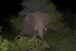 Africa;African;African-animals;African-bush-elephant;African-bush-elephants;African-elephant;African-elephants;African-wildlife;animal;animals;elephant;elephants;evening;game-drive;game-drives;game-park;game-parks;game-reserve;game-reserves;Great-Limpopo-Transfrontier-Park;Kruger;Kruger-N.P.;Kruger-National-Park;Kruger-NP;Kruger-reserve;Kruger-to-Canyons-Biosphere;Loxodonta-africana;mammal;mammals;national-park;national-parks;night;night-drive;night-drives;night-game-drive;night-game-drives;night_time;nightfall;pachyderm;pachyderms;Republic-of-South-Africa;South-Africa;South-African-Republic;Southern-Africa;spot_light;spot_lighting;spotlight;spotlighting;wildlife;wildlife-park;wildlife-parks;wildlife-reserve;wildlife-reserves