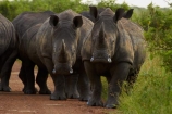 Africa;African-animals;African-wildlife;animal;animals;Ceratotherium-simum;Ceratotherium-simum-simum;crash;game-drive;game-park;game-parks;game-reserve;game-reserves;game-viewing;Great-Limpopo-Transfrontier-Park;herd;herds;Kruger;Kruger-N.P.;Kruger-National-Park;Kruger-NP;Kruger-reserve;Kruger-to-Canyons-Biosphere;mammal;mammals;national-park;national-parks;natural;nature;Republic-of-South-Africa;reserve;reserves;rhino;rhinoceros;rhinoceroses;rhinocerotes;rhinos;South-Africa;South-African-Republic;Southern-Africa;southern-square_lipped-rhinoceros;southern-square_lipped-rhinoceroses;southern-white-rhinoceros;southern-white-rhinoceroses;square_lipped-rhinoceros;square_lipped-rhinoceroses;white-rhino;white-rhinoceros;white-rhinos;wild;wilderness;wildlife;wildlife-park;wildlife-parks;wildlife-reserve;wildlife-reserves