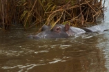 Africa;African;African-animals;African-wildlife;animal;animals;game-park;game-parks;game-reserve;game-reserves;Great-Limpopo-Transfrontier-Park;hippo;hippopotami;hippopotamus;Hippopotamus-amphibius;hippopotamuses;hippos;Kruger;Kruger-N.P.;Kruger-National-Park;Kruger-NP;Kruger-reserve;Kruger-to-Canyons-Biosphere;mammal;mammals;national-park;national-parks;Republic-of-South-Africa;river;rivers;Sabie-River;South-Africa;South-African-Republic;Southern-Africa;wildlife;wildlife-park;wildlife-parks;wildlife-reserve;wildlife-reserves