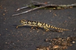 Africa;Chamaeleo-dilepis;chameleon;chameleons;Flap-necked-chameleon;Flap-necked-chameleons;Flap_necked-chameleon;Flap_necked-chameleons;game-drive;game-park;game-parks;game-reserve;game-reserves;game-viewing;Great-Limpopo-Transfrontier-Park;Kruger;Kruger-N.P.;Kruger-National-Park;Kruger-NP;Kruger-reserve;Kruger-to-Canyons-Biosphere;lizard;lizards;national-park;national-parks;natural;nature;reptile;reptiles;Republic-of-South-Africa;reserve;reserves;South-Africa;South-African-Republic;Southern-Africa;wild;wilderness;wildlife;wildlife-park;wildlife-parks;wildlife-reserve;wildlife-reserves