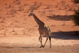 Africa;African;African-wildlife;Angolan-giraffe;animal;animals;Botswana;desert;deserts;game-drive;game-viewing;Gemsbok-National-Park;Giraffa-camelopardalis;Giraffa-camelopardalis-angolensis;giraffe;giraffes;herd;herds;Kalahari-Desert;Kalahari-Gemsbok-N.P.;Kalahari-Gemsbok-National-Park;Kalahari-Gemsbok-NP;Kgalagadi;Kgalagadi-Park;Kgalagadi-Transfrontier-Park;mammal;mammals;national-park;national-parks;natural;nature;park;parks;Republic-of-South-Africa;reserve;reserves;safari;safaris;South-Africa;South-African-Republic;Southern-Africa;tall;wild;wilderness;wildlife