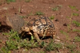 Africa;African-animals;African-Leopard-Tortoise;African-Leopard-Tortoises;African-wildlife;animal;animals;game-drive;game-park;game-parks;game-reserve;game-reserves;game-viewing;Great-Limpopo-Transfrontier-Park;Kruger;Kruger-N.P.;Kruger-National-Park;Kruger-NP;Kruger-reserve;Kruger-to-Canyons-Biosphere;Leopard-tortoise;Leopard-tortoises;mammal;mammals;national-park;national-parks;natural;nature;reptile;reptiles;Republic-of-South-Africa;reserve;reserves;safari;safaris;slow;South-Africa;South-African-Republic;Southern-Africa;Stigmochelys-pardalis;tortoise;tortoises;turtle;turtles;wild;wilderness;wildlife;wildlife-park;wildlife-parks;wildlife-reserve;wildlife-reserves