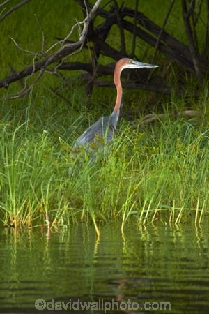Africa;animal;animals;Ardea-goliath;avian;bird;bird-watching;birds;eco-tourism;eco_tourism;ecotourism;Fauna;flight;fly;flying;Giant-Heron;Giant-Herons;Goliath-Heron;Goliath-Herons;grass;grasses;Heron;Herons;Natural;Nature;Ornithology;reed;reeds;river;rivers;Southern-Africa;V.F.;VF;Vic-Falls;Vic.-Falls;Victoria-Falls;wildlife;Zambesi;Zambesi-River;Zambeze;Zambeze-River;Zambezi;Zambezi-River;Zambia;Zimbabwe