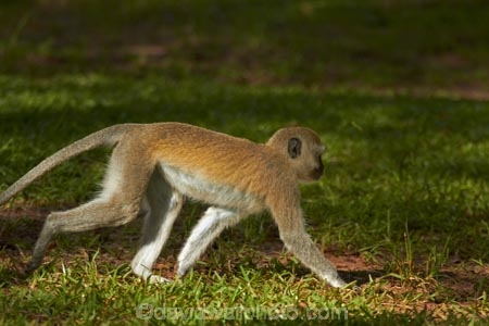 Africa;Chlorocebus-pygerythrus;Chlorocebus-pygerythrus-pygerythus;mammal;mammals;monkey;monkeys;primate;primates;Southern-Africa;V.F.;Vervet;Vervet-monkey;Vervet-monkeys;Vervets;VF;Vic-Falls;Vic.-Falls;Victoria-Falls;Victoria-Falls-Market;wildlife;Zimbabwe