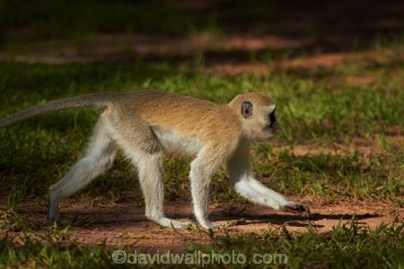 Africa;Chlorocebus-pygerythrus;Chlorocebus-pygerythrus-pygerythus;mammal;mammals;monkey;monkeys;primate;primates;Southern-Africa;V.F.;Vervet;Vervet-monkey;Vervet-monkeys;Vervets;VF;Vic-Falls;Vic.-Falls;Victoria-Falls;Victoria-Falls-Market;wildlife;Zimbabwe