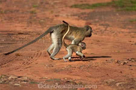Africa;babies;baby;baby-monkey;baby-monkeys;Chlorocebus-pygerythrus;Chlorocebus-pygerythrus-pygerythus;mammal;mammals;monkey;monkeys;primate;primates;Southern-Africa;V.F.;Vervet;Vervet-monkey;Vervet-monkeys;Vervets;VF;Vic-Falls;Vic.-Falls;Victoria-Falls;Victoria-Falls-Market;wildlife;young;Zimbabwe