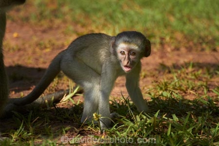 Africa;babies;baby;baby-monkey;baby-monkeys;Chlorocebus-pygerythrus;Chlorocebus-pygerythrus-pygerythus;mammal;mammals;monkey;monkeys;primate;primates;Southern-Africa;V.F.;Vervet;Vervet-monkey;Vervet-monkeys;Vervets;VF;Vic-Falls;Vic.-Falls;Victoria-Falls;Victoria-Falls-Market;wildlife;young;Zimbabwe