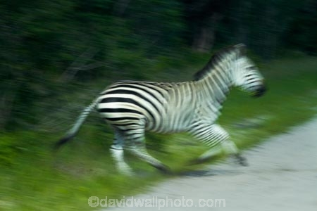 Africa;animal;animals;black-amp;-white;black-and-white;blur;blurred;Chapmans-zebra;Chapmans-zebras;Chapmans-zebra;Chapmans-zebras;Equus-quagga;Equus-quagga-chapmani;game-park;game-parks;game-reserve;game-reserves;Hwange-N.P.;Hwange-National-Park;Hwange-NP;mammal;mammals;movement;national-park;national-parks;plains-zebra;plains-zebras;run;running;Southern-Africa;Wankie-Game-Reserve;wildlife;wildlife-park;wildlife-parks;wildlife-reserve;wildlife-reserves;zebra;zebras;Zimbabwe