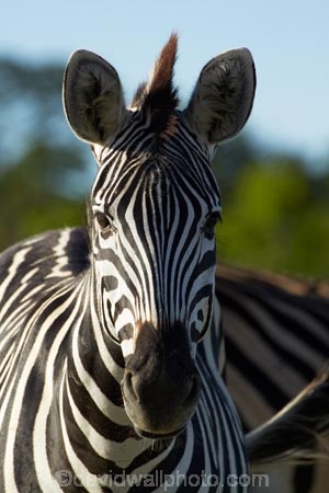 Africa;animal;animals;black-amp;-white;black-and-white;Chapmans-zebra;Chapmans-zebras;Chapmans-zebra;Chapmans-zebras;Equus-quagga;Equus-quagga-chapmani;game-park;game-parks;game-reserve;game-reserves;Hwange-N.P.;Hwange-National-Park;Hwange-NP;mammal;mammals;national-park;national-parks;plains-zebra;plains-zebras;Southern-Africa;Wankie-Game-Reserve;wildlife;wildlife-park;wildlife-parks;wildlife-reserve;wildlife-reserves;zebra;zebras;Zimbabwe
