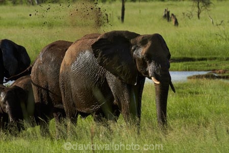 Africa;African-bush-elephant;African-bush-elephants;African-elephant;African-elephants;animal;animals;elephant;elephants;game-park;game-parks;game-reserve;game-reserves;Hwange-N.P.;Hwange-National-Park;Hwange-NP;Loxodonta-africana;mammal;mammals;mud-bath;mud-baths;national-park;national-parks;pachyderm;pachyderms;Southern-Africa;Wankie-Game-Reserve;wildlife;wildlife-park;wildlife-parks;wildlife-reserve;wildlife-reserves;Zimbabwe