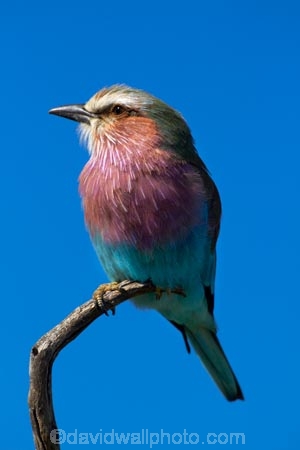 Africa;animal;animals;avian;bird;bird-spotting;bird-watching;bird_watching;birds;Coracias-caudatus;eco-tourism;eco_tourism;ecotourism;Fauna;game-drive;game-park;game-parks;game-reserve;game-reserves;game-viewing;Hwange-N.P.;Hwange-National-Park;Hwange-NP;Lilac-breasted-Roller;Lilac-breasted-Rollers;Lilac_breasted-Roller;Lilac_breasted-Rollers;national-park;national-parks;natural;Nature;Ornithology;reserve;reserves;roller;rollers;Southern-Africa;Wankie-Game-Reserve;wild;wilderness;wildlife;wildlife-park;wildlife-parks;wildlife-reserve;wildlife-reserves;Zimbabwe