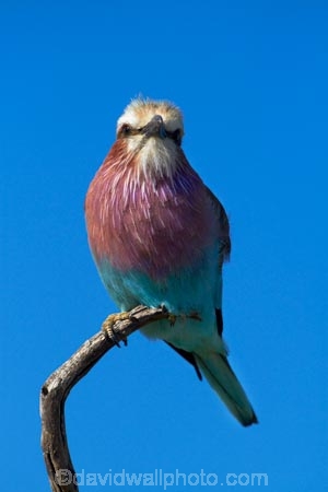 Africa;animal;animals;avian;bird;bird-spotting;bird-watching;bird_watching;birds;Coracias-caudatus;eco-tourism;eco_tourism;ecotourism;Fauna;game-drive;game-park;game-parks;game-reserve;game-reserves;game-viewing;Hwange-N.P.;Hwange-National-Park;Hwange-NP;Lilac-breasted-Roller;Lilac-breasted-Rollers;Lilac_breasted-Roller;Lilac_breasted-Rollers;national-park;national-parks;natural;Nature;Ornithology;reserve;reserves;roller;rollers;Southern-Africa;Wankie-Game-Reserve;wild;wilderness;wildlife;wildlife-park;wildlife-parks;wildlife-reserve;wildlife-reserves;Zimbabwe