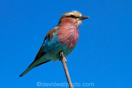 Africa;animal;animals;avian;bird;bird-spotting;bird-watching;bird_watching;birds;Coracias-caudatus;eco-tourism;eco_tourism;ecotourism;Fauna;game-drive;game-park;game-parks;game-reserve;game-reserves;game-viewing;Hwange-N.P.;Hwange-National-Park;Hwange-NP;Lilac-breasted-Roller;Lilac-breasted-Rollers;Lilac_breasted-Roller;Lilac_breasted-Rollers;national-park;national-parks;natural;Nature;Ornithology;reserve;reserves;roller;rollers;Southern-Africa;Wankie-Game-Reserve;wild;wilderness;wildlife;wildlife-park;wildlife-parks;wildlife-reserve;wildlife-reserves;Zimbabwe