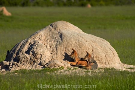 Canidae;Africa;animal;animals;black-backed-jackal;black-backed-jackals;black_backed-jackal;black_backed-jackals;Canis-mesomelas;Carnivora;game-park;game-parks;game-reserve;game-reserves;Hwange-N.P.;Hwange-National-Park;Hwange-NP;jackal;jackals;mammal;mammals;national-park;national-parks;predator;predators;red-jackal;scavenger;scavengers;silver_backed;Southern-Africa;Wankie-Game-Reserve;wildlife;wildlife-park;wildlife-parks;wildlife-reserve;wildlife-reserves;Zimbabwe