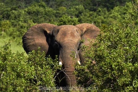 Africa;African-bush-elephant;African-bush-elephants;African-elephant;African-elephants;animal;animals;elephant;elephants;game-park;game-parks;game-reserve;game-reserves;Hwange-N.P.;Hwange-National-Park;Hwange-NP;Loxodonta-africana;mammal;mammals;national-park;national-parks;pachyderm;pachyderms;Southern-Africa;Wankie-Game-Reserve;wildlife;wildlife-park;wildlife-parks;wildlife-reserve;wildlife-reserves;Zimbabwe