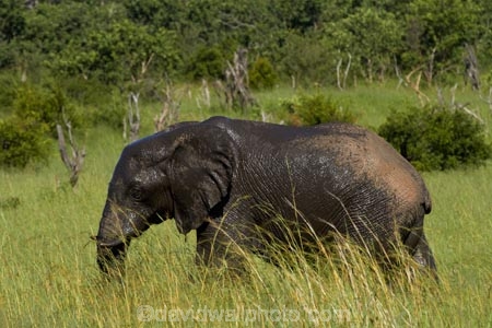 Africa;African-bush-elephant;African-bush-elephants;African-elephant;African-elephants;animal;animals;elephant;elephants;game-park;game-parks;game-reserve;game-reserves;Hwange-N.P.;Hwange-National-Park;Hwange-NP;Loxodonta-africana;mammal;mammals;national-park;national-parks;pachyderm;pachyderms;Southern-Africa;Wankie-Game-Reserve;wildlife;wildlife-park;wildlife-parks;wildlife-reserve;wildlife-reserves;Zimbabwe