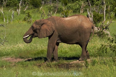 Africa;African-bush-elephant;African-bush-elephants;African-elephant;African-elephants;animal;animals;elephant;elephants;game-park;game-parks;game-reserve;game-reserves;Hwange-N.P.;Hwange-National-Park;Hwange-NP;Loxodonta-africana;mammal;mammals;national-park;national-parks;pachyderm;pachyderms;Southern-Africa;Wankie-Game-Reserve;wildlife;wildlife-park;wildlife-parks;wildlife-reserve;wildlife-reserves;Zimbabwe