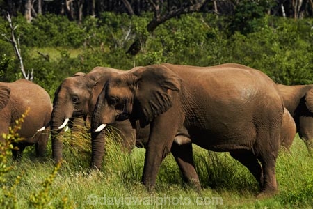 Africa;African-bush-elephant;African-bush-elephants;African-elephant;African-elephants;animal;animals;elephant;elephants;game-park;game-parks;game-reserve;game-reserves;Hwange-N.P.;Hwange-National-Park;Hwange-NP;Loxodonta-africana;mammal;mammals;national-park;national-parks;pachyderm;pachyderms;Southern-Africa;Wankie-Game-Reserve;wildlife;wildlife-park;wildlife-parks;wildlife-reserve;wildlife-reserves;Zimbabwe