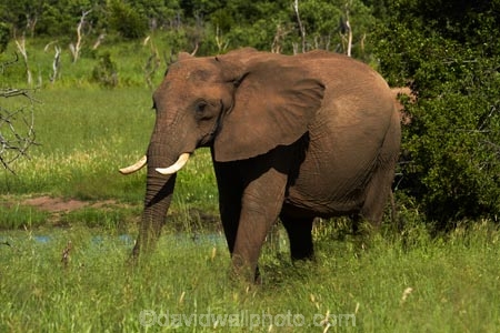 Africa;African-bush-elephant;African-bush-elephants;African-elephant;African-elephants;animal;animals;elephant;elephants;game-park;game-parks;game-reserve;game-reserves;Hwange-N.P.;Hwange-National-Park;Hwange-NP;Loxodonta-africana;mammal;mammals;national-park;national-parks;pachyderm;pachyderms;Southern-Africa;Wankie-Game-Reserve;wildlife;wildlife-park;wildlife-parks;wildlife-reserve;wildlife-reserves;Zimbabwe