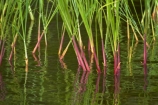Africa;calm;grass;grasses;placid;quiet;reed;reeds;reflected;reflection;reflections;river;rivers;serene;smooth;Southern-Africa;still;tranquil;V.F.;VF;Vic-Falls;Vic.-Falls;Victoria-Falls;water;Zambesi;Zambesi-River;Zambeze;Zambeze-River;Zambezi;Zambezi-River;Zambia;Zimbabwe