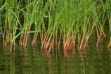 Africa;calm;grass;grasses;placid;quiet;reed;reeds;reflected;reflection;reflections;river;rivers;serene;smooth;Southern-Africa;still;tranquil;V.F.;VF;Vic-Falls;Vic.-Falls;Victoria-Falls;water;Zambesi;Zambesi-River;Zambeze;Zambeze-River;Zambezi;Zambezi-River;Zambia;Zimbabwe