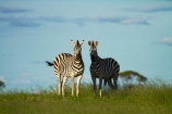 Africa;animal;animals;black-amp;-white;black-and-white;Chapmans-zebra;Chapmans-zebras;Chapmans-zebra;Chapmans-zebras;Equus-quagga;Equus-quagga-chapmani;game-park;game-parks;game-reserve;game-reserves;Hwange-N.P.;Hwange-National-Park;Hwange-NP;mammal;mammals;national-park;national-parks;plains-zebra;plains-zebras;Southern-Africa;Wankie-Game-Reserve;wildlife;wildlife-park;wildlife-parks;wildlife-reserve;wildlife-reserves;zebra;zebras;Zimbabwe