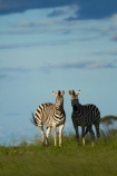 Africa - Wildlife