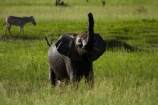 Africa;African-bush-elephant;African-bush-elephants;African-elephant;African-elephants;animal;animals;elephant;elephants;game-park;game-parks;game-reserve;game-reserves;Hwange-N.P.;Hwange-National-Park;Hwange-NP;Loxodonta-africana;mammal;mammals;national-park;national-parks;pachyderm;pachyderms;Southern-Africa;Wankie-Game-Reserve;wildlife;wildlife-park;wildlife-parks;wildlife-reserve;wildlife-reserves;Zimbabwe