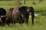Africa;African-bush-elephant;African-bush-elephants;African-elephant;African-elephants;animal;animals;elephant;elephants;game-park;game-parks;game-reserve;game-reserves;Hwange-N.P.;Hwange-National-Park;Hwange-NP;Loxodonta-africana;mammal;mammals;mud-bath;mud-baths;national-park;national-parks;pachyderm;pachyderms;Southern-Africa;Wankie-Game-Reserve;wildlife;wildlife-park;wildlife-parks;wildlife-reserve;wildlife-reserves;Zimbabwe