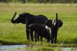 Africa;African-bush-elephant;African-bush-elephants;African-elephant;African-elephants;animal;animals;elephant;elephants;game-park;game-parks;game-reserve;game-reserves;Hwange-N.P.;Hwange-National-Park;Hwange-NP;Loxodonta-africana;mammal;mammals;national-park;national-parks;pachyderm;pachyderms;Southern-Africa;Wankie-Game-Reserve;wildlife;wildlife-park;wildlife-parks;wildlife-reserve;wildlife-reserves;Zimbabwe