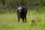 Africa;African-buffalo;African-buffaloes;animal;animals;buffalo;buffalo-herd;buffalo-herds;buffaloes;Cape-buffalo;cape-buffaloes;game-park;game-parks;game-reserve;game-reserves;Hwange-N.P.;Hwange-National-Park;Hwange-NP;mammal;mammals;national-park;national-parks;Southern-Africa;Syncerus-caffer;Syncerus-caffer-caffer;Wankie-Game-Reserve;wildlife;wildlife-park;wildlife-parks;wildlife-reserve;wildlife-reserves;Zimbabwe