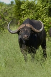 Africa;African-buffalo;African-buffaloes;animal;animals;buffalo;buffalo-herd;buffalo-herds;buffaloes;Cape-buffalo;cape-buffaloes;game-park;game-parks;game-reserve;game-reserves;Hwange-N.P.;Hwange-National-Park;Hwange-NP;mammal;mammals;national-park;national-parks;Southern-Africa;Syncerus-caffer;Syncerus-caffer-caffer;Wankie-Game-Reserve;wildlife;wildlife-park;wildlife-parks;wildlife-reserve;wildlife-reserves;Zimbabwe