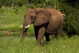 Africa;African-bush-elephant;African-bush-elephants;African-elephant;African-elephants;animal;animals;elephant;elephants;game-park;game-parks;game-reserve;game-reserves;Hwange-N.P.;Hwange-National-Park;Hwange-NP;Loxodonta-africana;mammal;mammals;national-park;national-parks;pachyderm;pachyderms;Southern-Africa;Wankie-Game-Reserve;wildlife;wildlife-park;wildlife-parks;wildlife-reserve;wildlife-reserves;Zimbabwe