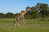 Africa;Angolan-giraffe;Angolan-giraffes;animal;animals;game-park;game-parks;game-reserve;game-reserves;Giraffa-camelopardalis;Giraffa-camelopardalis-angolensis;giraffe;giraffes;Hwange-N.P.;Hwange-National-Park;Hwange-NP;mammal;mammals;national-park;national-parks;Southern-Africa;Wankie-Game-Reserve;wildlife;wildlife-park;wildlife-parks;wildlife-reserve;wildlife-reserves;Zimbabwe