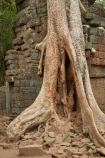 1186AD;12th-century;abandon;abandoned;ancient-temple;ancient-temples;Angkor;Angkor-Archaeological-Park;Angkor-Region;Angkor-Wat-World-Heritage-Area;Angkor-Wat-World-Heritage-Park;Angkor-Wat-World-Heritage-Site;Angkor-World-Heritage-Area;Angkor-World-Heritage-Park;Angkor-World-Heritage-Site;archaeological-site;archaeological-sites;Asia;Buddhist-temple;Buddhist-temples;building;buildings;Cambodia;Cambodian;Ceiba-pentandra;heritage;historic;historic-place;historic-places;historical;historical-place;historical-places;history;Indochina-Peninsula;jungle;Kampuchea;Khmer-Capital;Khmer-Empire;Khmer-temple;Khmer-temples;Kingdom-of-Cambodia;old;overgrown;place-of-worship;places-of-worship;religion;religions;religious;religious-monument;religious-monuments;religious-site;root;roots;ruin;ruins;Siem-Reap;Siem-Reap-Province;silk_cotton-tree;Southeast-Asia;stone;stone-building;stonework;Ta-Prohm;Ta-Prohm-temple;Ta-Prohm-temple-ruins;temple-ruins;Tetrameles-nudiflora;thitpok;tradition;traditional;tree;tree-root;tree-roots;trees;twelfth-century;UN-world-heritage-area;UN-world-heritage-site;UNESCO-World-Heritage-area;UNESCO-World-Heritage-Site;united-nations-world-heritage-area;united-nations-world-heritage-site;world-heritage;world-heritage-area;world-heritage-areas;World-Heritage-Park;World-Heritage-site;World-Heritage-Sites