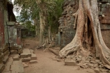 1186AD;12th-century;abandon;abandoned;ancient-temple;ancient-temples;Angkor;Angkor-Archaeological-Park;Angkor-Region;Angkor-Wat-World-Heritage-Area;Angkor-Wat-World-Heritage-Park;Angkor-Wat-World-Heritage-Site;Angkor-World-Heritage-Area;Angkor-World-Heritage-Park;Angkor-World-Heritage-Site;archaeological-site;archaeological-sites;Asia;Buddhist-temple;Buddhist-temples;building;buildings;Cambodia;Cambodian;Ceiba-pentandra;heritage;historic;historic-place;historic-places;historical;historical-place;historical-places;history;Indochina-Peninsula;jungle;Kampuchea;Khmer-Capital;Khmer-Empire;Khmer-temple;Khmer-temples;Kingdom-of-Cambodia;old;overgrown;place-of-worship;places-of-worship;religion;religions;religious;religious-monument;religious-monuments;religious-site;root;roots;ruin;ruins;Siem-Reap;Siem-Reap-Province;silk_cotton-tree;Southeast-Asia;stone;stone-building;stonework;Ta-Prohm;Ta-Prohm-temple;Ta-Prohm-temple-ruins;temple-ruins;Tetrameles-nudiflora;thitpok;tradition;traditional;tree;tree-root;tree-roots;trees;twelfth-century;UN-world-heritage-area;UN-world-heritage-site;UNESCO-World-Heritage-area;UNESCO-World-Heritage-Site;united-nations-world-heritage-area;united-nations-world-heritage-site;world-heritage;world-heritage-area;world-heritage-areas;World-Heritage-Park;World-Heritage-site;World-Heritage-Sites
