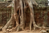 1186AD;12th-century;abandon;abandoned;ancient-temple;ancient-temples;Angkor;Angkor-Archaeological-Park;Angkor-Region;Angkor-Wat-World-Heritage-Area;Angkor-Wat-World-Heritage-Park;Angkor-Wat-World-Heritage-Site;Angkor-World-Heritage-Area;Angkor-World-Heritage-Park;Angkor-World-Heritage-Site;archaeological-site;archaeological-sites;Asia;Buddhist-temple;Buddhist-temples;building;buildings;Cambodia;Cambodian;Ceiba-pentandra;heritage;historic;historic-place;historic-places;historical;historical-place;historical-places;history;Indochina-Peninsula;jungle;Kampuchea;Khmer-Capital;Khmer-Empire;Khmer-temple;Khmer-temples;Kingdom-of-Cambodia;old;overgrown;place-of-worship;places-of-worship;religion;religions;religious;religious-monument;religious-monuments;religious-site;root;roots;ruin;ruins;Siem-Reap;Siem-Reap-Province;silk_cotton-tree;Southeast-Asia;stone;stone-building;stonework;Ta-Prohm;Ta-Prohm-temple;Ta-Prohm-temple-ruins;temple-ruins;Tetrameles-nudiflora;thitpok;tradition;traditional;tree;tree-root;tree-roots;trees;twelfth-century;UN-world-heritage-area;UN-world-heritage-site;UNESCO-World-Heritage-area;UNESCO-World-Heritage-Site;united-nations-world-heritage-area;united-nations-world-heritage-site;world-heritage;world-heritage-area;world-heritage-areas;World-Heritage-Park;World-Heritage-site;World-Heritage-Sites