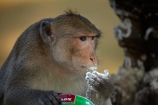 Angkor-Wat;animal;animals;Asia;Cambodia;Indochina-Peninsula;Kampuchea;Kingdom-of-Cambodia;Long_Tailed-Macaque;Long_Tailed-Macaque-Monkey;Long_Tailed-Macaque-Monkeys;Macaca-fascicularis;monkey;monkeys;primate;primates;Siem-Reap;Siem-Reap-Province;Southeast-Asia;stolen-milk-powder;wild;wildlife