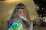 Angkor-Wat;animal;animals;Asia;Cambodia;Indochina-Peninsula;Kampuchea;Kingdom-of-Cambodia;Long_Tailed-Macaque;Long_Tailed-Macaque-Monkey;Long_Tailed-Macaque-Monkeys;Macaca-fascicularis;monkey;monkeys;primate;primates;Siem-Reap;Siem-Reap-Province;Southeast-Asia;stolen-milk-powder;wild;wildlife