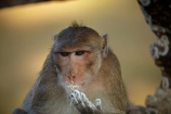Angkor-Wat;animal;animals;Asia;Cambodia;Indochina-Peninsula;Kampuchea;Kingdom-of-Cambodia;Long_Tailed-Macaque;Long_Tailed-Macaque-Monkey;Long_Tailed-Macaque-Monkeys;Macaca-fascicularis;monkey;monkeys;primate;primates;Siem-Reap;Siem-Reap-Province;Southeast-Asia;stolen-milk-powder;wild;wildlife