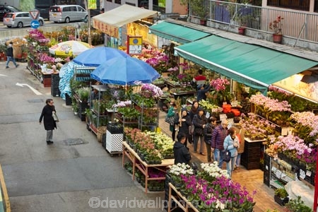 Asia;bloom;blooms;China;commerce;commercial;cut-flowers;floral;flower;flower-market;flower-markets;flower-shop;flower-shops;flower-stall;flower-stalls;flowers;H.K.;HK;Hong-Kong;Hong-Kong-Flower-market;Hong-Kong-Special-Administrative-Region-of-the-Peoples-Republic;Kowloon;Kowloon-Peninsula;market;market-place;market-stall;market-stalls;market_place;marketplace;marketplaces;markets;Mong-Kok;Peoples-Republic-of-China;retail;retailer;retailers;shop;shopping;shops;stall;stalls;street-market;street-markets;street-scene;street-scenes