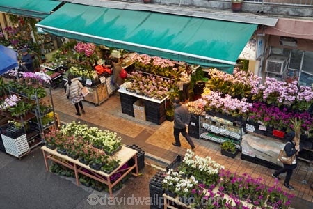 Asia;bloom;blooms;China;commerce;commercial;cut-flowers;floral;flower;flower-market;flower-markets;flower-shop;flower-shops;flower-stall;flower-stalls;flowers;H.K.;HK;Hong-Kong;Hong-Kong-Flower-market;Hong-Kong-Special-Administrative-Region-of-the-Peoples-Republic;Kowloon;Kowloon-Peninsula;market;market-place;market-stall;market-stalls;market_place;marketplace;marketplaces;markets;Mong-Kok;Peoples-Republic-of-China;retail;retailer;retailers;shop;shopping;shops;stall;stalls;street-market;street-markets;street-scene;street-scenes